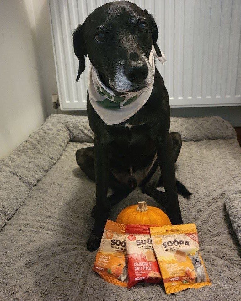 Milo, a black senior dog with a grey muzzle and a white bandana with a green paw print, sitting on his grey bed with a small pumpkin and three packets of Soopa Healthy Bites at his front paws: Carrot & Pumpkin, Cranberry & Sweet Potato and Pumpkin Spiced Latte