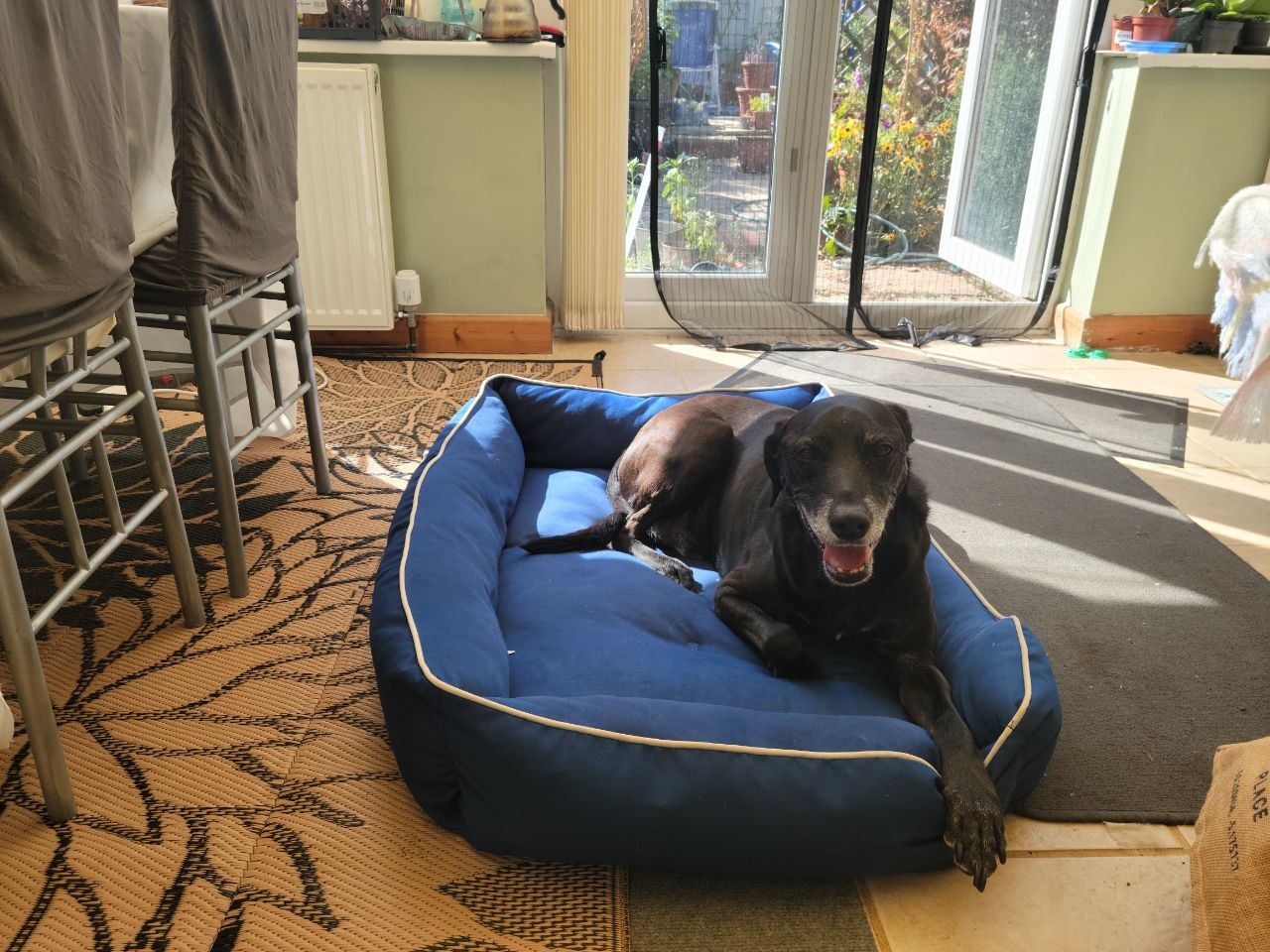 Milo the Labrador-Lurcher lying comfortably on his blue cool bed in a sunlit room, back door open to the garden