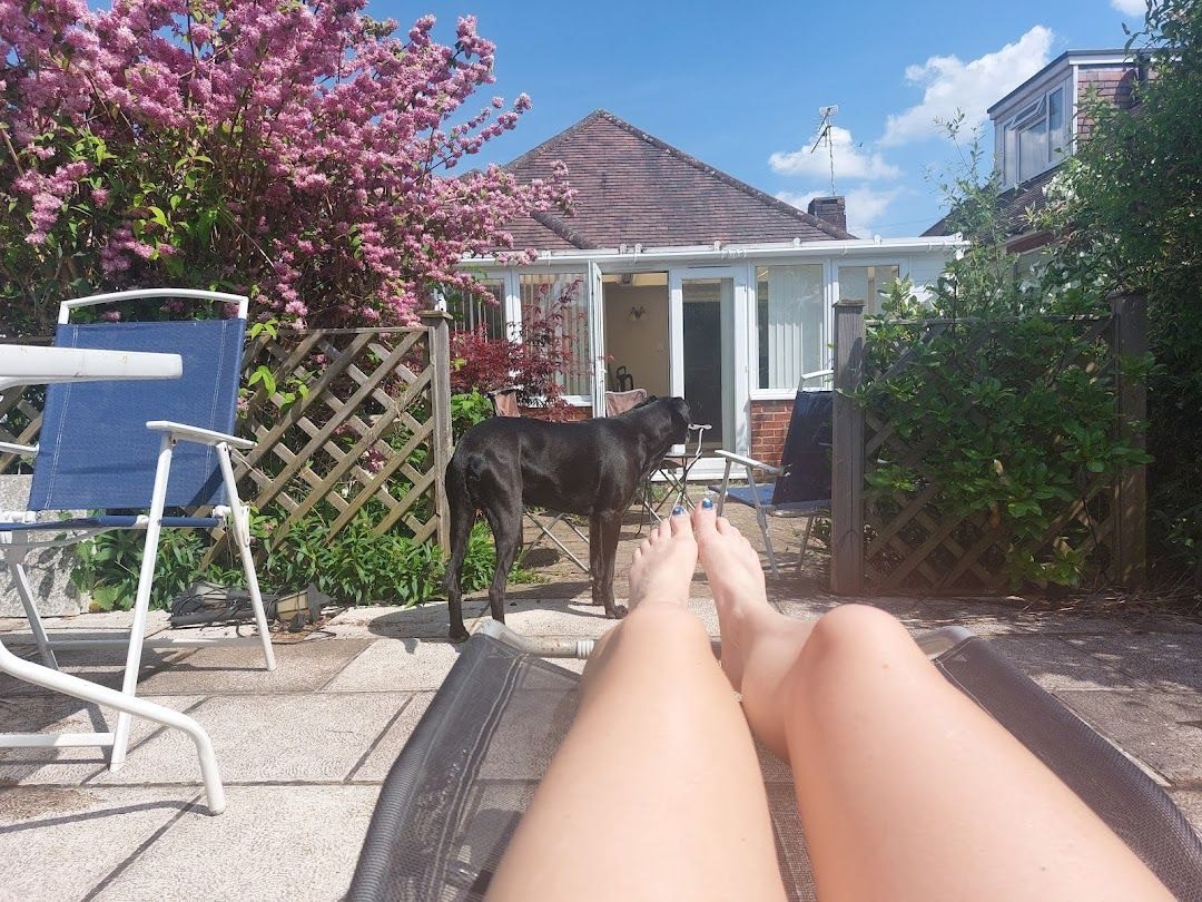 Milo the Labrador-Lurcher in our back garden in summer