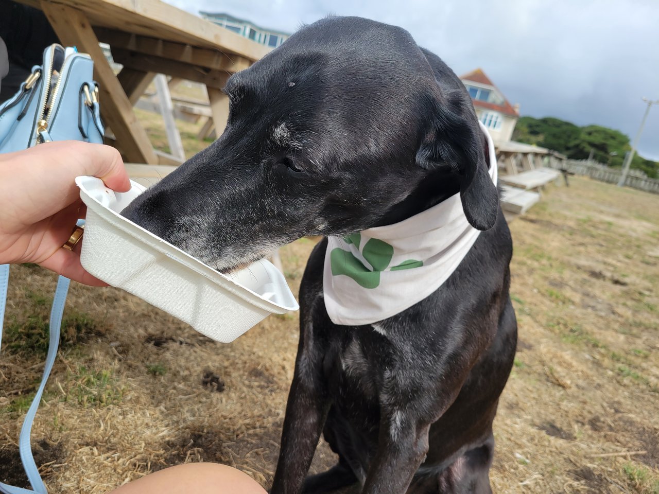 Milo with his nose deep in a small white cardboard tray held out to him at an outdoor picnic table, wearing his white paw-print bandana, a pale blue handbag and a house on the clifftop behind