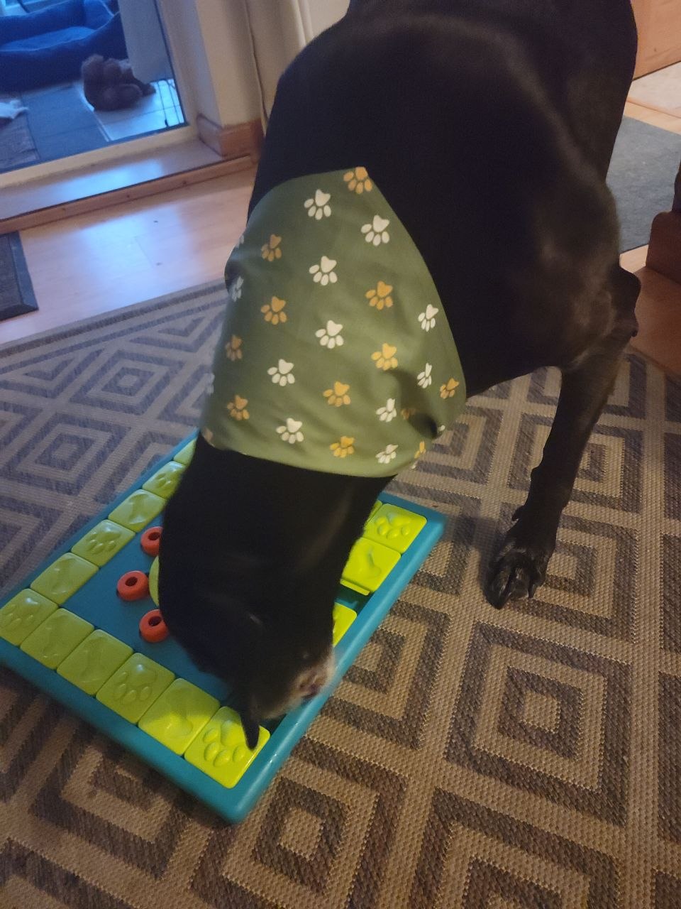 Close-up of Milo's nose working into a slider compartment of his blue and green puzzle board
