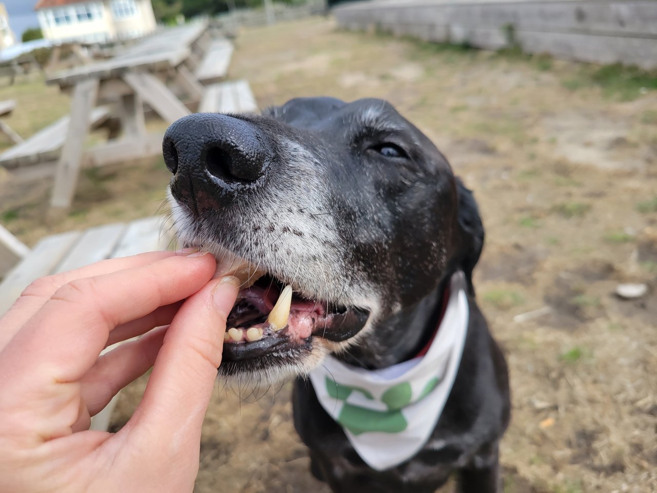 Close-up of Milo, a black senior dog with a grey muzzle and a white paw-print bandana, taking a piece of sausage from a hand, eyes half closed, with picnic benches out of focus behind him