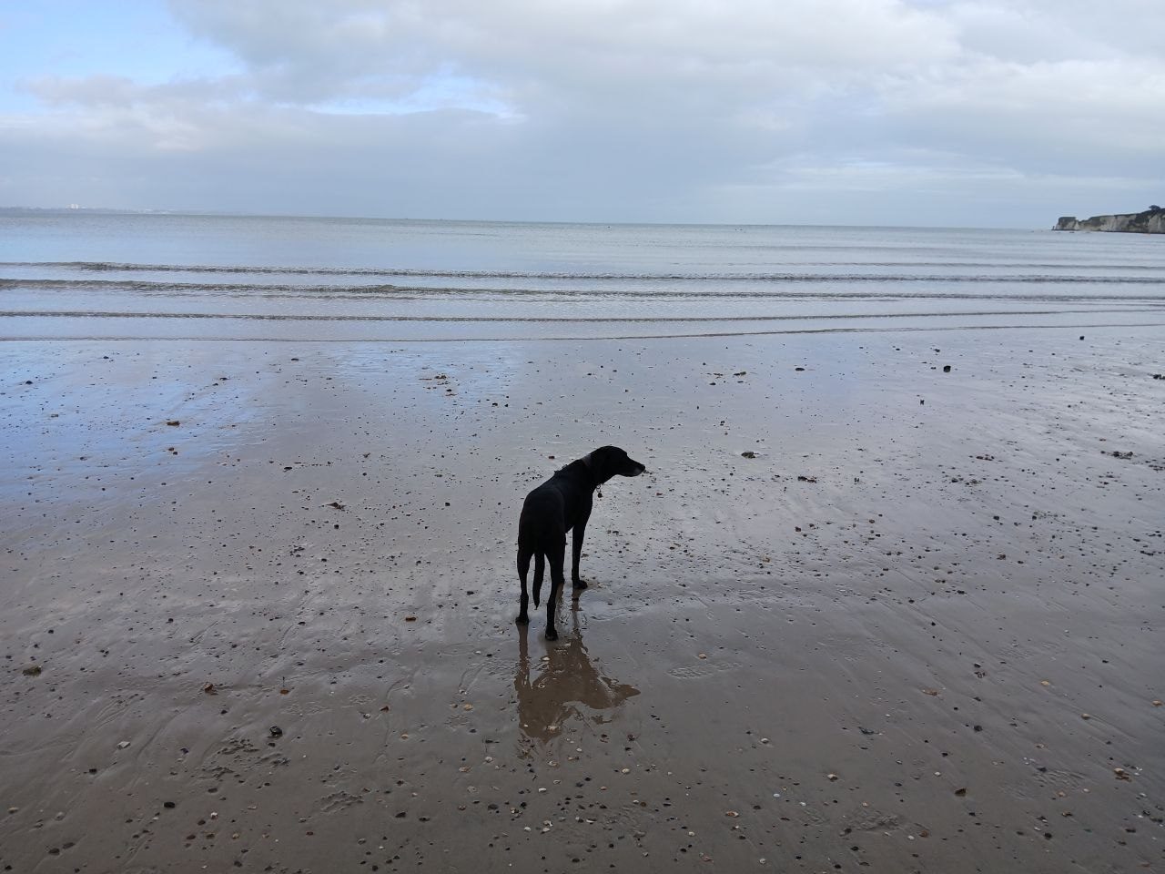 Milo, our Labrador-Lurcher, on Studland Beach in Dorset