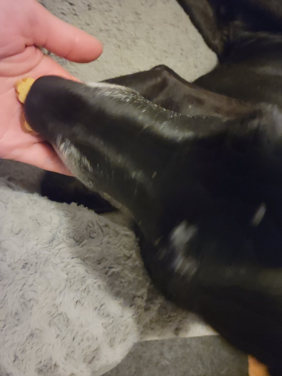 A motion-blurred Milo, black with a grey muzzle, lying on a grey fleece bed and taking a treat from an open palm