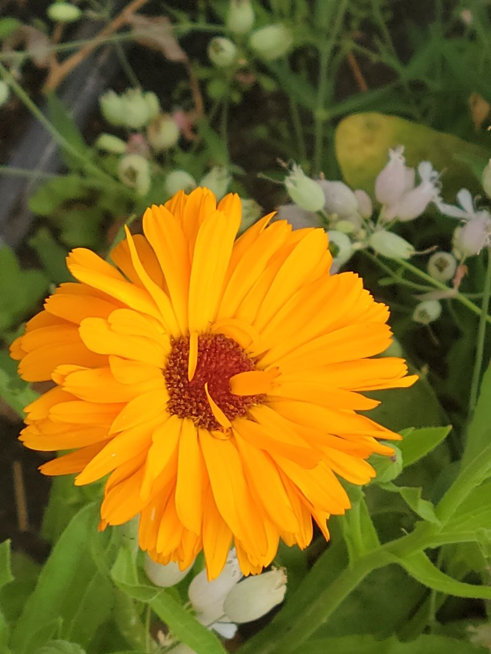 Close-up of a single bright orange calendula flower with a rust-red centre, surrounded by green foliage and small white blooms