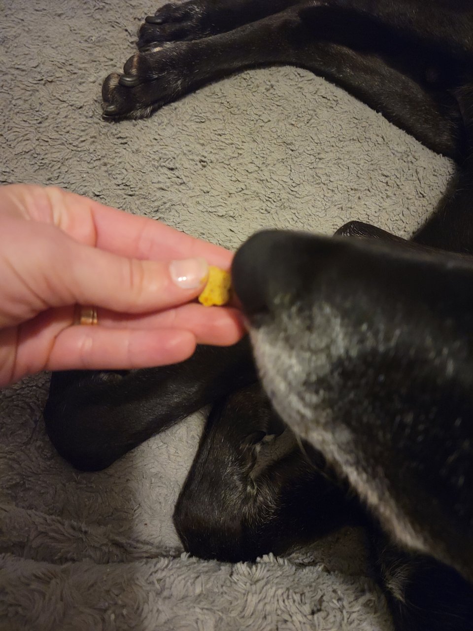 A small yellow bone-shaped treat held between fingertips, right in front of Milo's black nose and grey-flecked muzzle as he lies on a grey fleece bed, his front paws behind